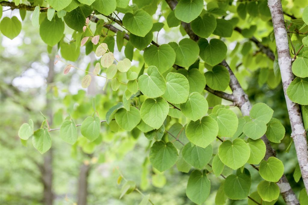 Cercidiphyllum japonicum, Katsurabaum, 60–100 cm