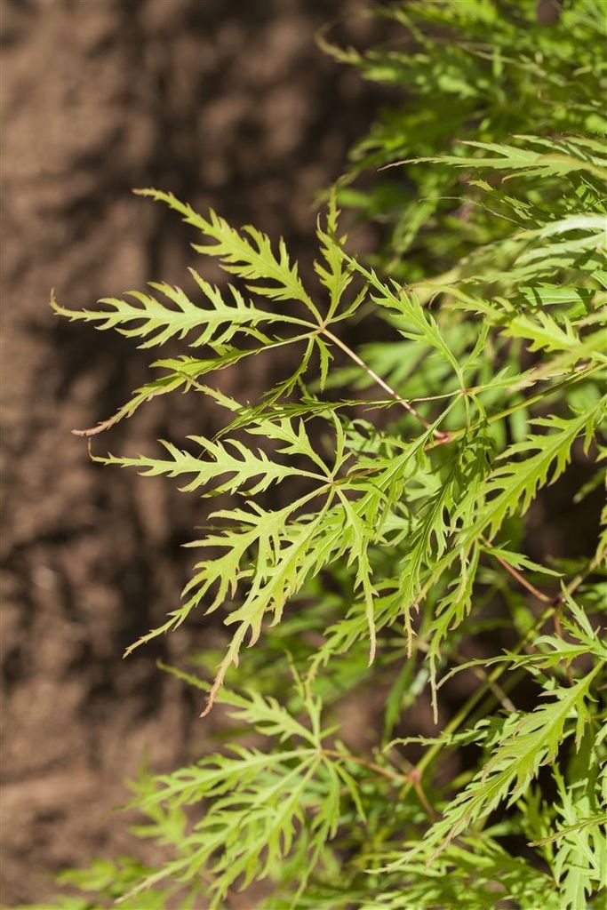 Acer palmatum 'Dissectum Viridis', Grüner Fächerahorn, 30–40 cm