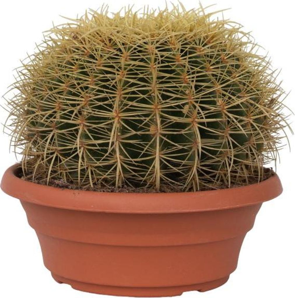 Złoty Kaktus Beczkowy - Echinocactus grusonii - Wysokość Zdjęcie produktu 