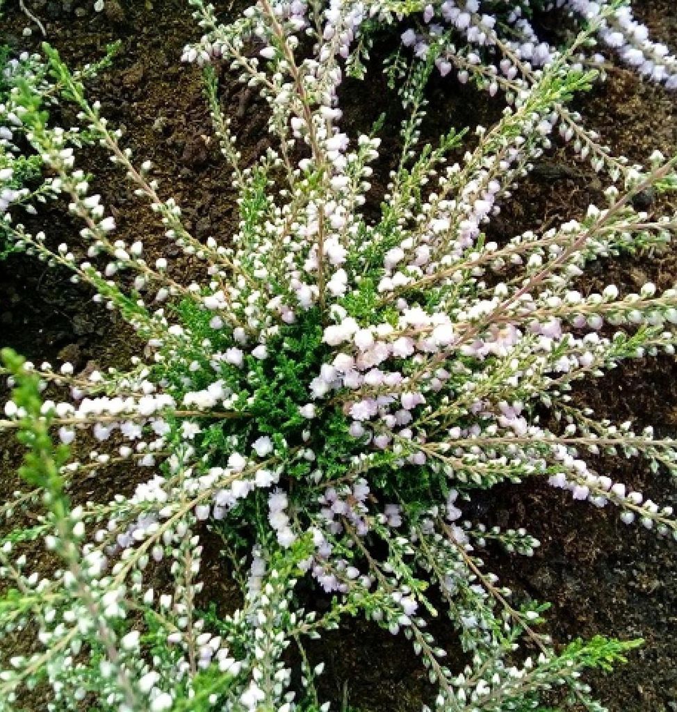 3 Stück Besenheide Calluna Country Wicklow Sommerheide immergrün 10 - 15 cm