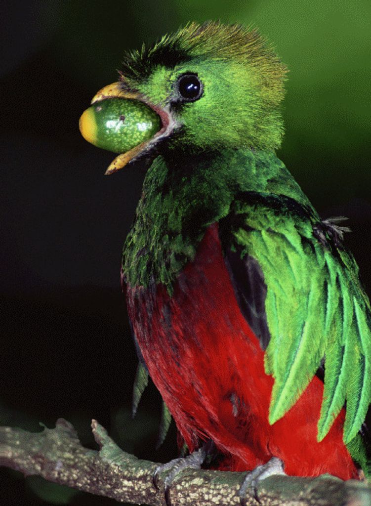 3 D Ansichtskarte Quetzal, Postkarte Wackelkarte Hologrammkarte, Tier Vogel