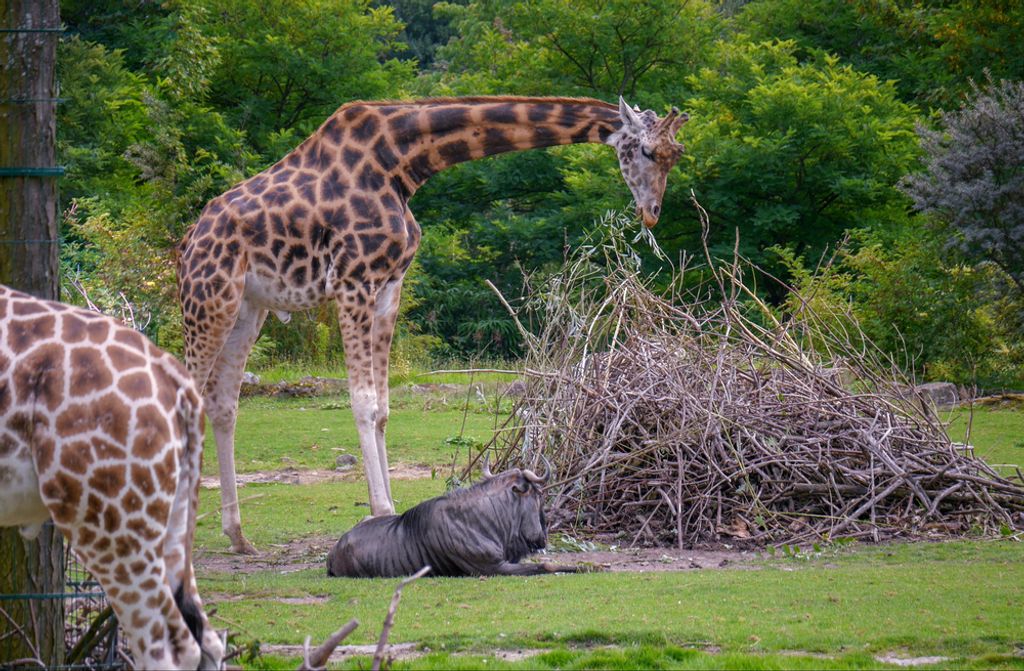 hansepuzzle 77913 - Giraffen Puzzle, 500 Teile, Tierwelt, 46,0 x 30,0cm mit hochwertiger Aufbewahrung, Kartonbox und wiederverschließbarem Beutel