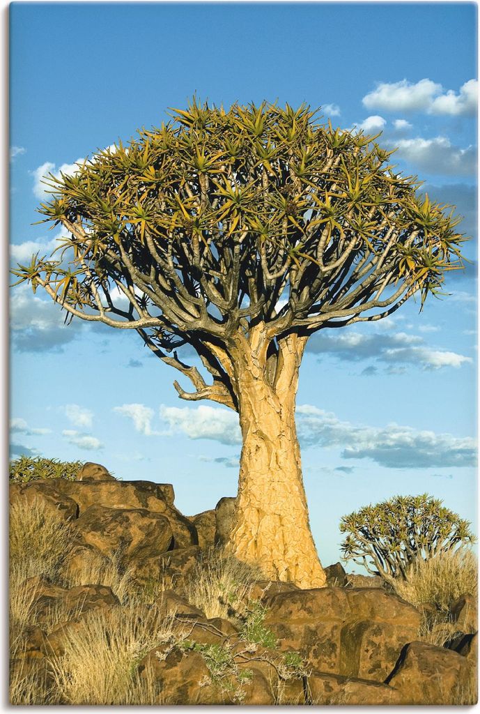 ARTland Leinwandbild Köcherbaum Größe: 20x30 cm