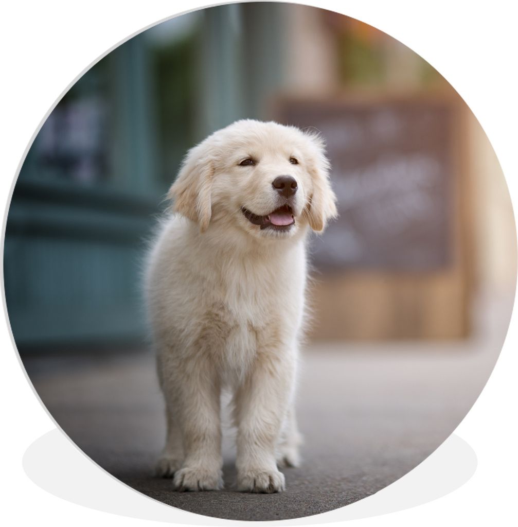 MuchoWow Rundes Wandbild - Runde Bilder Ein Golden Retriever Welpe läuft auf dem Bürgersteig Ø 60 cm Kreis Wanddekoration Kunststoff - Wandkre...