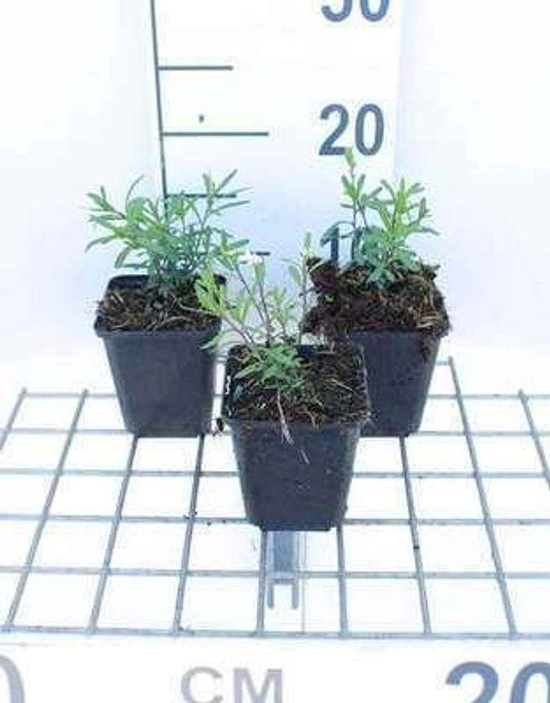 6 x Iberis semp. 'Schneeflocke' ('snowflake') - Schleifenblume - Topf 9 x 9 cm