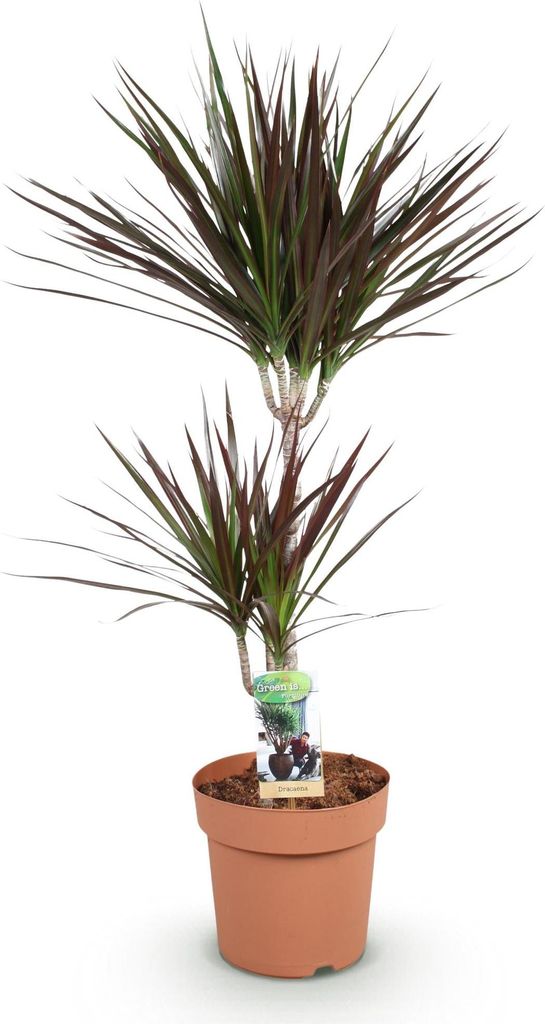 Dracaena Magenta – Drachenbaum – 21cm – Höhe 90-100cm – Pflegeleichte rot – grüne Zimmerpflanze mit dekorativen Stämmen für Wohnzimme...