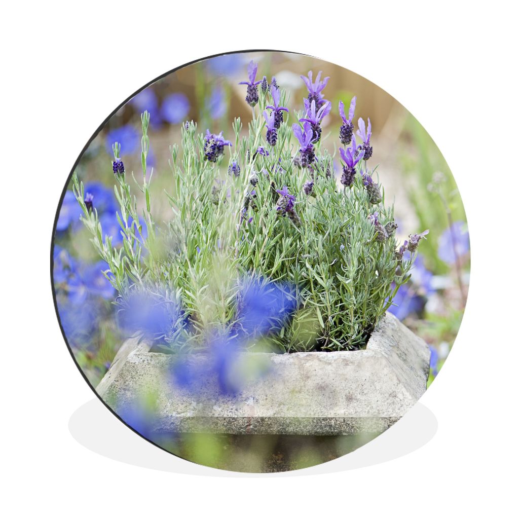 MuchoWow Aluminium Wandkreis Nahaufnahme von Lavendel in einem Garten Ø 30 cm Wanddeko Modern Wohnzimmer - Wand Bild - Wohnzimmer - Runde Bilder...