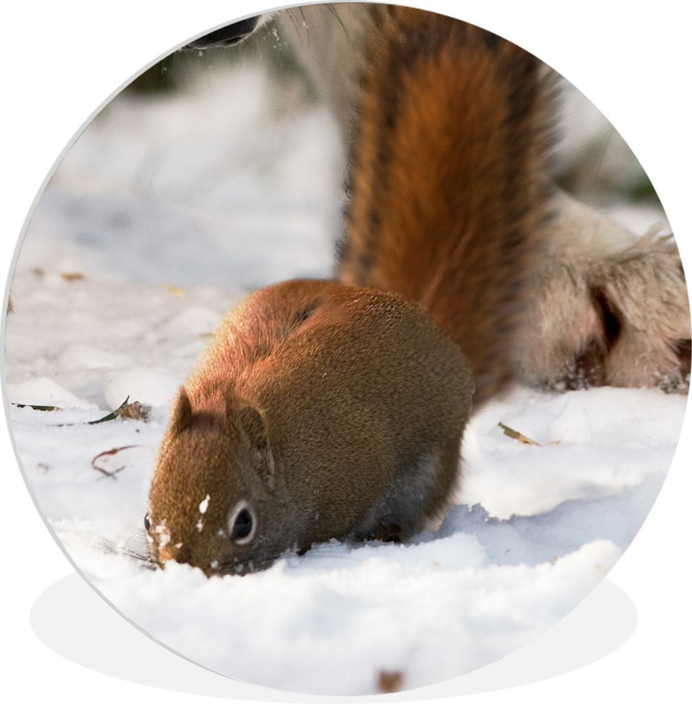 MuchoWow Rundes Wandbild - Runde Bilder Eichhörnchen - Wolf - Schnee - Winter Ø 60 cm Kreis Wanddekoration Kunststoff - Wandkreis - Wandschmuck...
