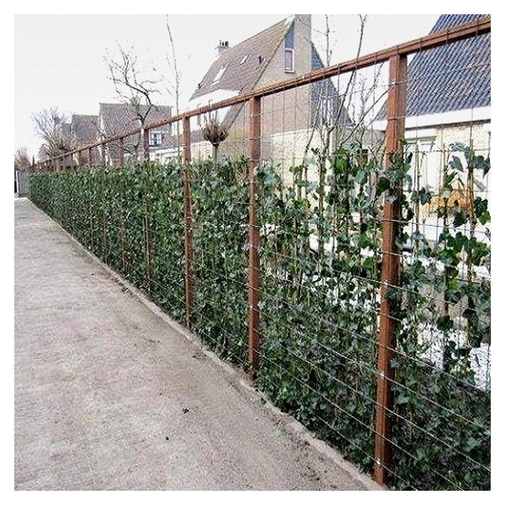 6 x Efeu - Hedera Hibernica 75/100cm: 6 kaufen, 4 bezahlen - 6 immergrüne Kletterpflanzen für 1 Laufmeter Sichtschutzhecke