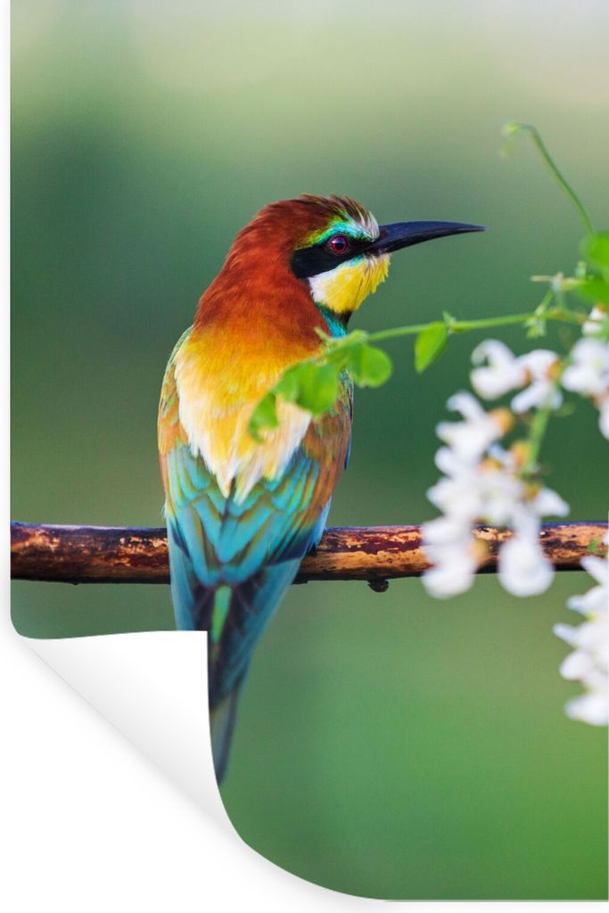 MuchoWow Wandtattoo Wandsticker Wandaufkleber Vogel - Bienenfresser - Blumen 60x90 cm Selbstklebend und Repositionierbar - Sticker - Dekorfolie