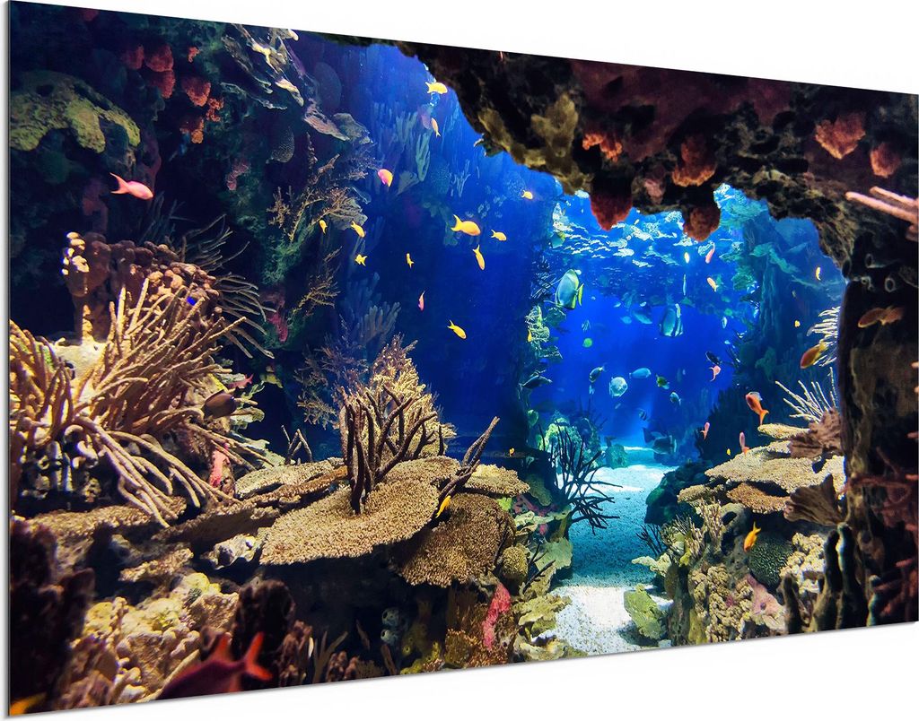 DEQORI Alu-Dibond Bild Weiß 100x50 cm 'Exotisches Aquarium' Wandbild Metall dünn Design