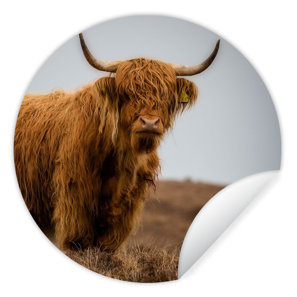 MuchoWow Runde Wandtattoo - Wandsticker Tapete Aufkleber Schottischer Highlander - Düne - Gras Ø 100 cm Selbstklebend und Repositionierbar - Wa...