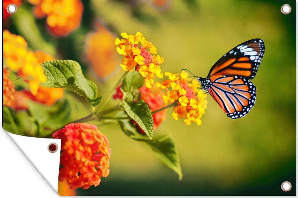 MuchoWow 90x60 cm Outdoor-Poster Gartendeko Sichtschutz Garten Poster für den Garten Schmetterling - Insekten - Blumen - Gelb