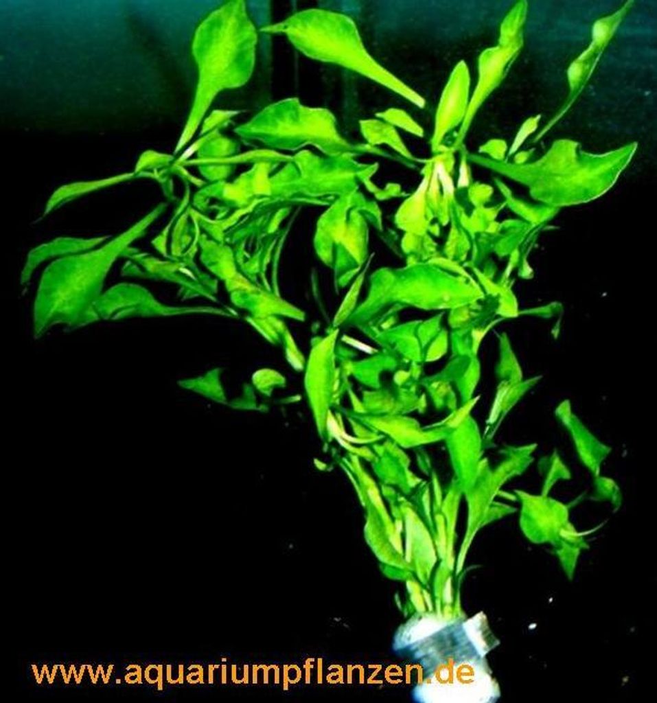 10 Bunde Alternanthera bettzickiana `Green', Grün