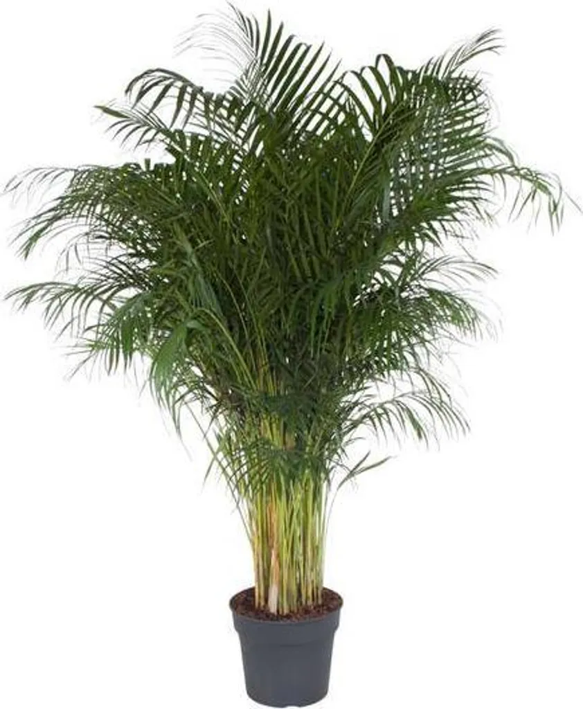 Palmier Areca Purificateur d'Air 200cm - Plante Facile et Décorative