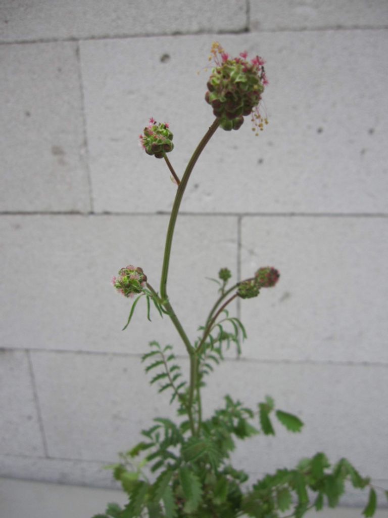 Pimpernelle - Kleiner Wiesenknopf - Sanguisorba minor
