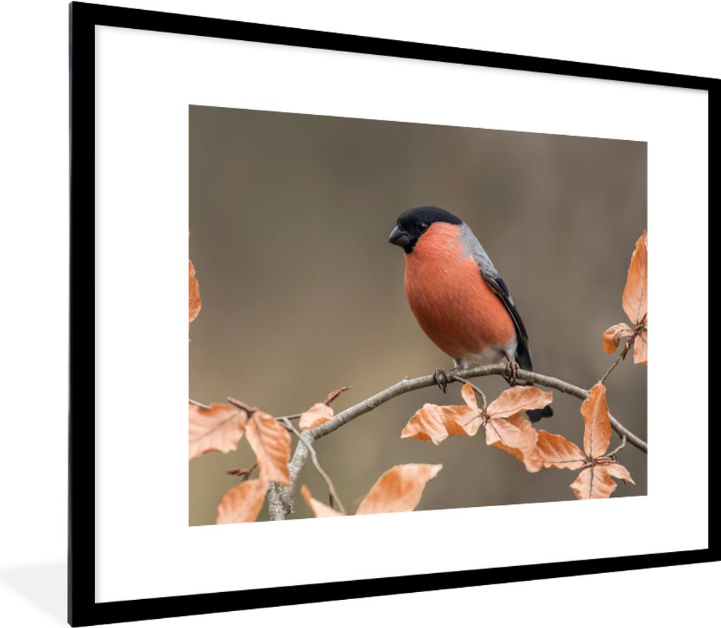 MuchoWow Gerahmtes Poster Vogel - Laub - Herbst - Gimpel - 80x60 cm - Poster mit Schwarzem Bilderrahmen Wandposter Rahmen Foto Bilder - Schlafzim...
