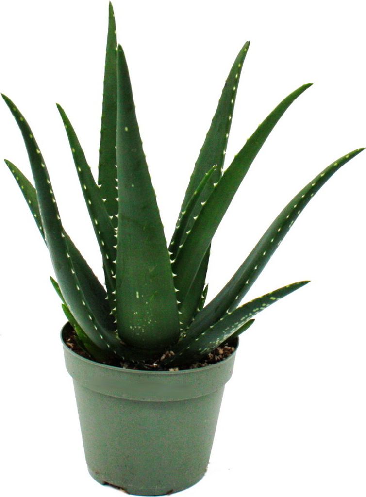 Aloe MEDIVERA Equator - Nová odroda Aloe vera - 14 cm Obrázok produktu 