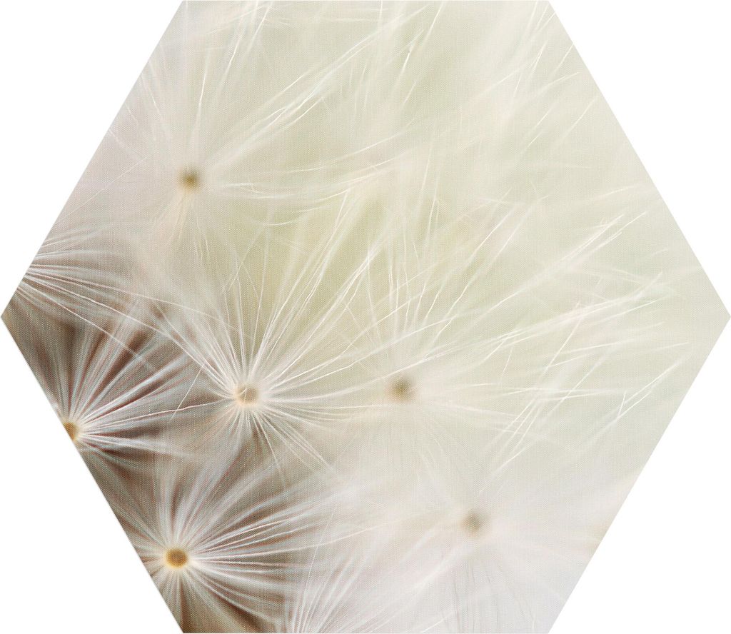 DEQORI Fototapete Sechseck 90x78 cm 'Pusteblume ganz nah' Wand Tapete Leinwand Sticker