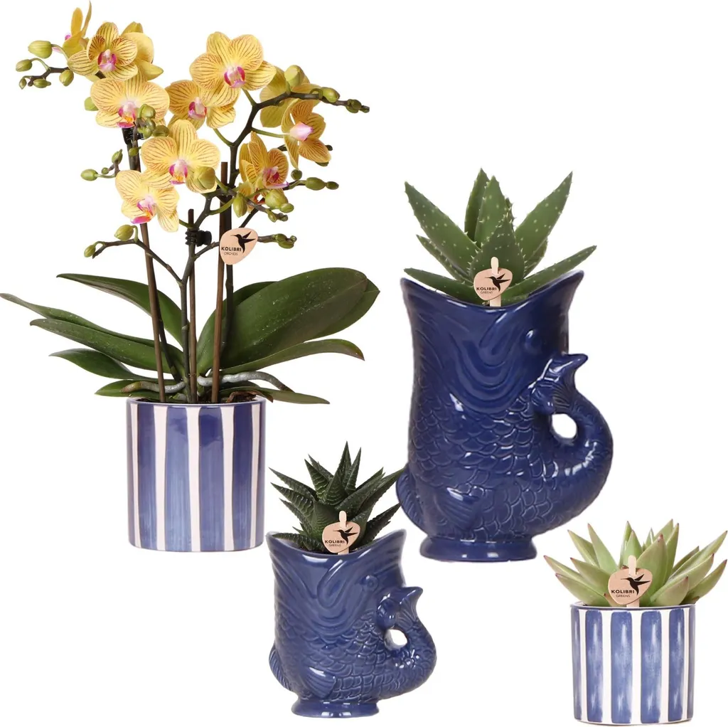 Orchidée Lima et Succulentes en Pots Céramique - Ensemble Déco de 3 Plantes