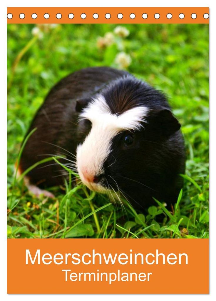 Meerschweinchen Terminplaner (Tischkalender 2027 DIN A5 hoch), CALVENDO Monatskalender