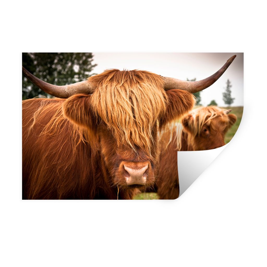 MuchoWow Wandtattoo Wandsticker Wandaufkleber Schottische Highlander - Braun - Gras 30x20 cm Selbstklebend und Repositionierbar - Wierderverwendb...