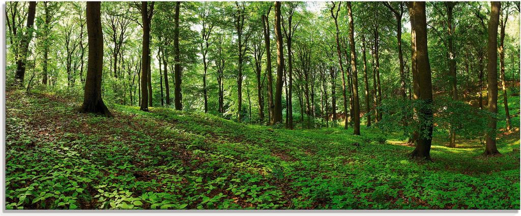 ARTland Glasbild Panorama von einem grünen Sommerwald Größe: 125x50 cm