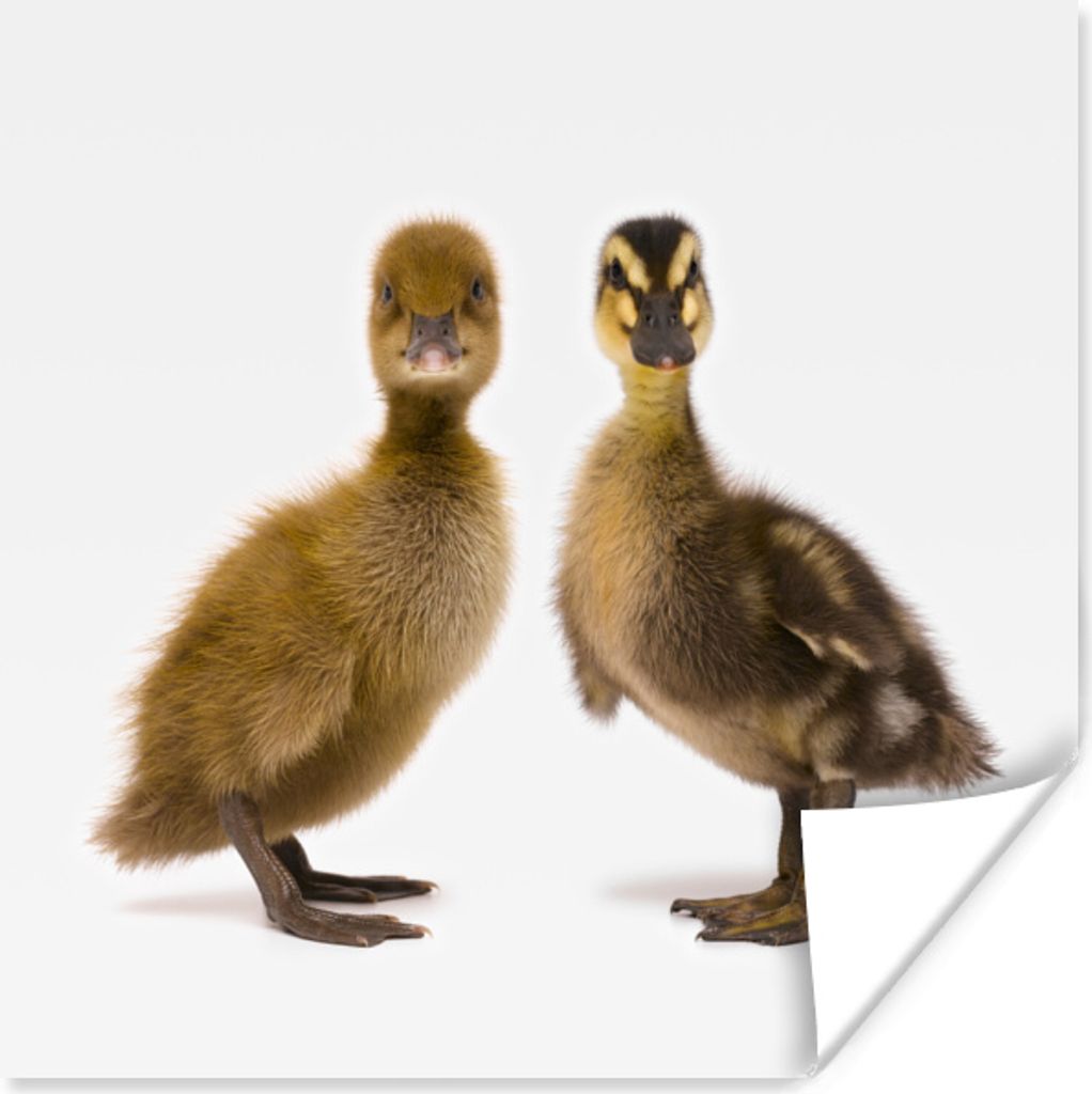 MuchoWow Poster Zwei Baby-Enten schauen in die Kamera 50x50 cm - Wohnzimmerdekoration