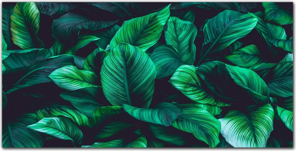 Coloray - Bild aus Glas - Glasbilder - 100 x 50 cm - Gehärtetes Glas Glasblock mit Bild Küche Wohnzimmer Wanddekoration Dekoration - Blume Pflanz...