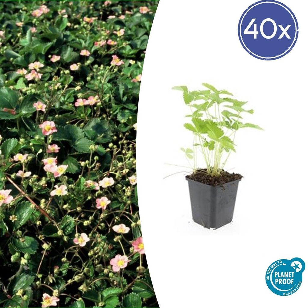 Bodendecker - Walderdbeere - Fragaria vesca - 9cm Topf - Set mit 48 Pflanzen