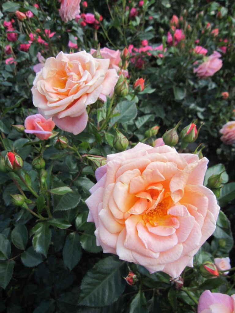 Rosa Peach Melba - Kletterrose Peach Melba - Kordes Rose - ADR Rose