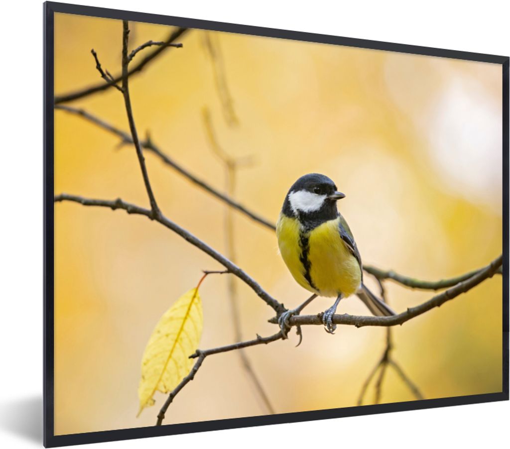 MuchoWow Gerahmtes Poster Kohlmeise - Zweig - Vogel - Tiere 80x60 cm - Poster mit Schwarzem Bilderrahmen Wandposter Rahmen Foto Bilder - Schwarze...