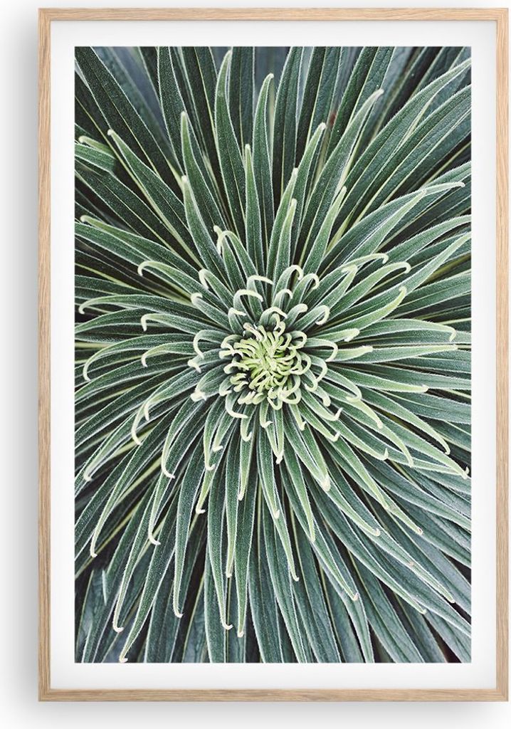 Gerahmtes Poster - Rahmen in heller Eiche - Agave Grün Pflanze - 61x91,5 cm - Wand Bild - Wanddeko - Wandbilder - Kunstposter - Wandposter - Bilde...