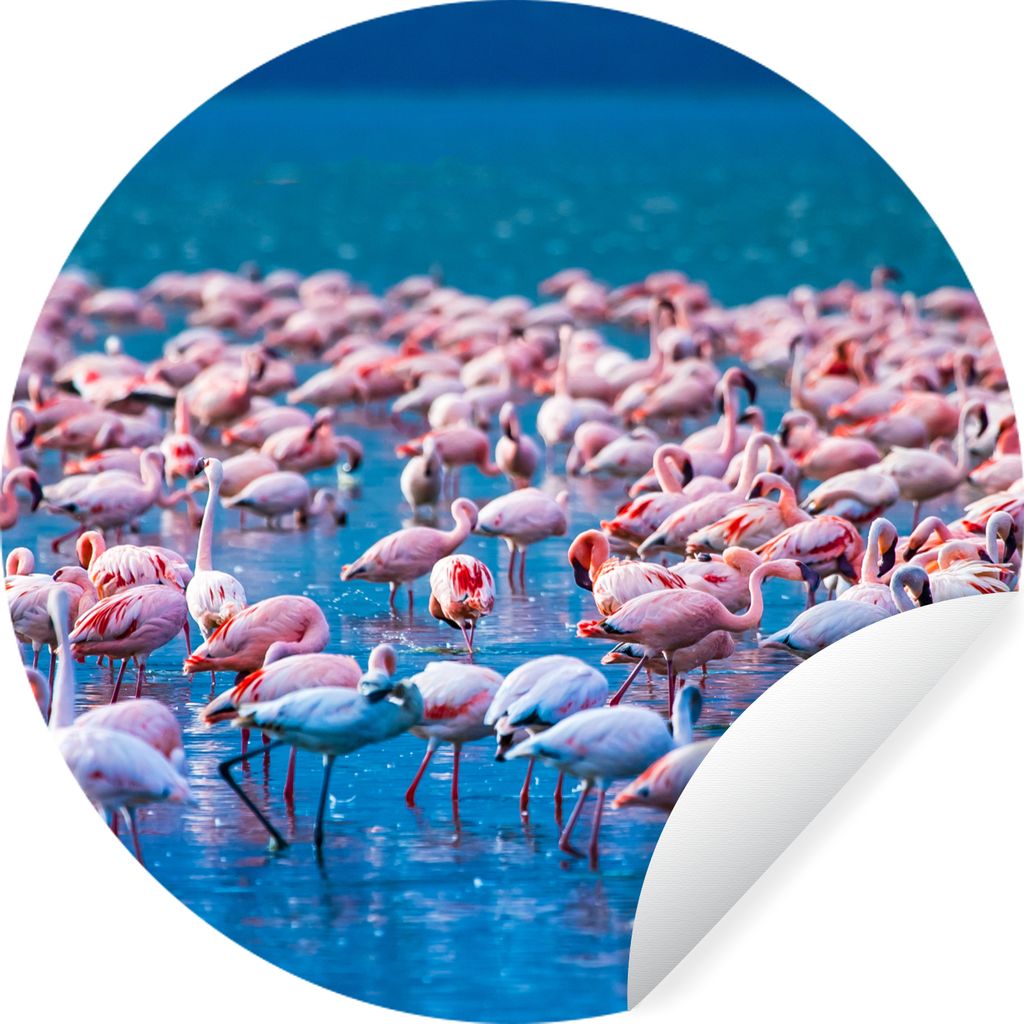 MuchoWow Runde Wandtattoo - Wandsticker Tapete Aufkleber Flamingo - Wasser - Tropisch - Rosa Ø 100 cm Selbstklebend und Repositionierbar - Wanda...