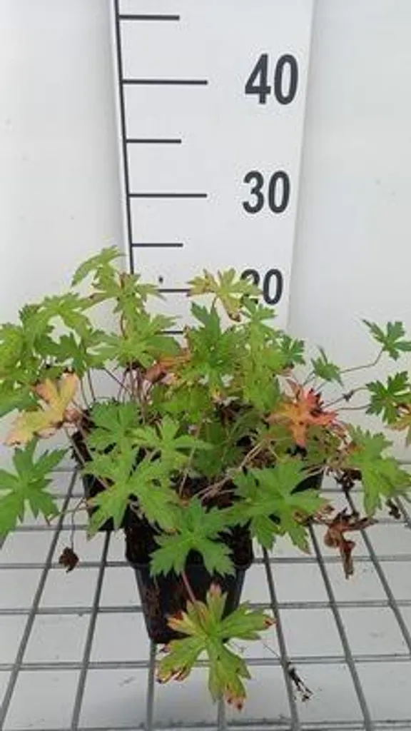 Geranium oxon. Rose Clair - Lot de 6 Géraniums Vivaces en Pots 9x9 cm