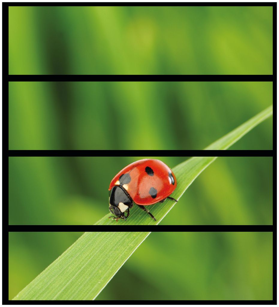 Wallario Möbelfolie / Aufkleber, geeignet für Ikea Malm Kommode mit 4 Schubfächern - Marienkäfer auf grünem Blatt