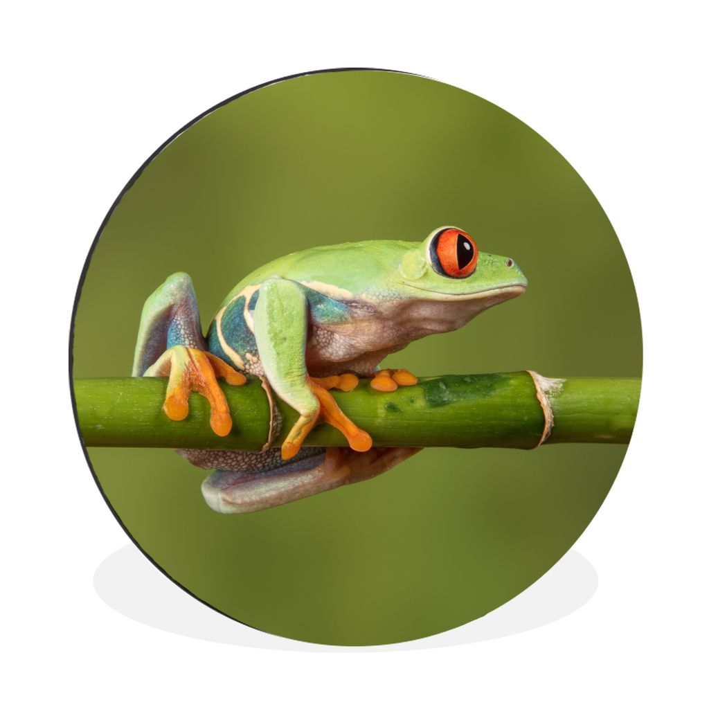 MuchoWow Aluminium Wandkreis Rotäugiger Quecksilberfrosch auf Bambus Ø 30 cm Wanddeko Modern Wohnzimmer - Wand Bild - Wohnzimmer - Runde Bilder...