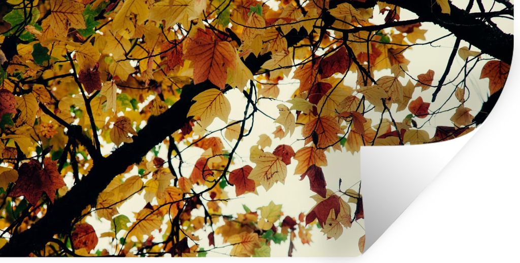 MuchoWow Wandtattoo Wandsticker Wandaufkleber Bäume - Herbstblätter - Natur 120x60 cm Selbstklebend und Repositionierbar - Sticker - Dekorfolie