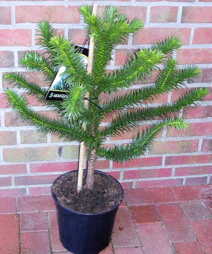 Affenbaum Araucaria araucana 60–70 cm – winterharte Produktbild 