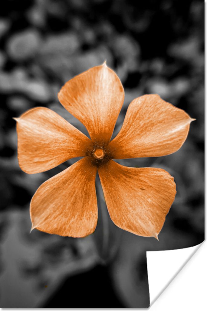 MuchoWow Poster Blumen - Orange - Schwarz - Weiß 60x90 cm - Wanddekoration