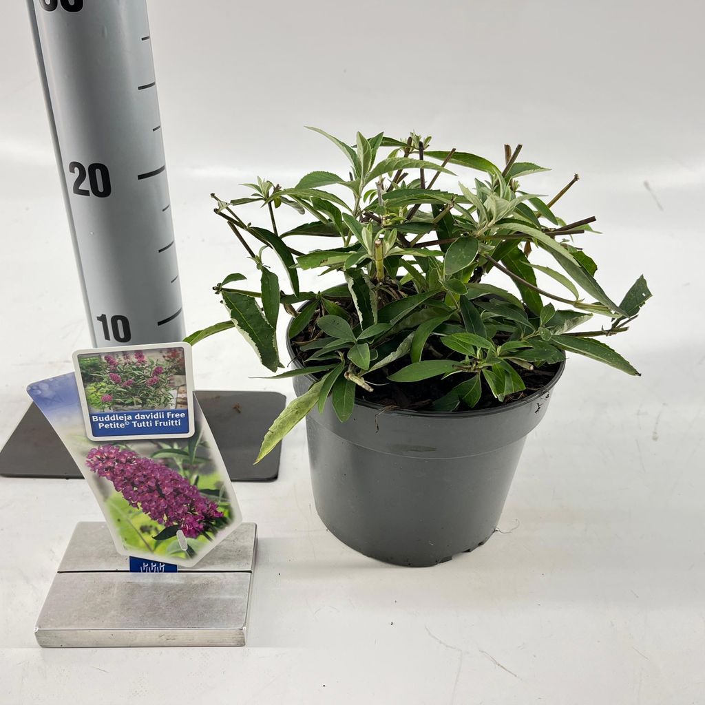 Buddleja dav. Free Petite Tutti Fruitti - Sommerflieder | 20-25 cm im Topf