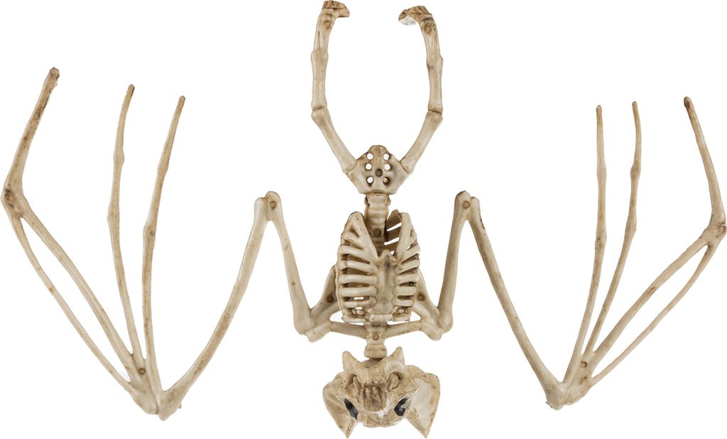 Halloween Zvířecí kostra Decration Děsivé netopýří kostry Obrázek produktu 