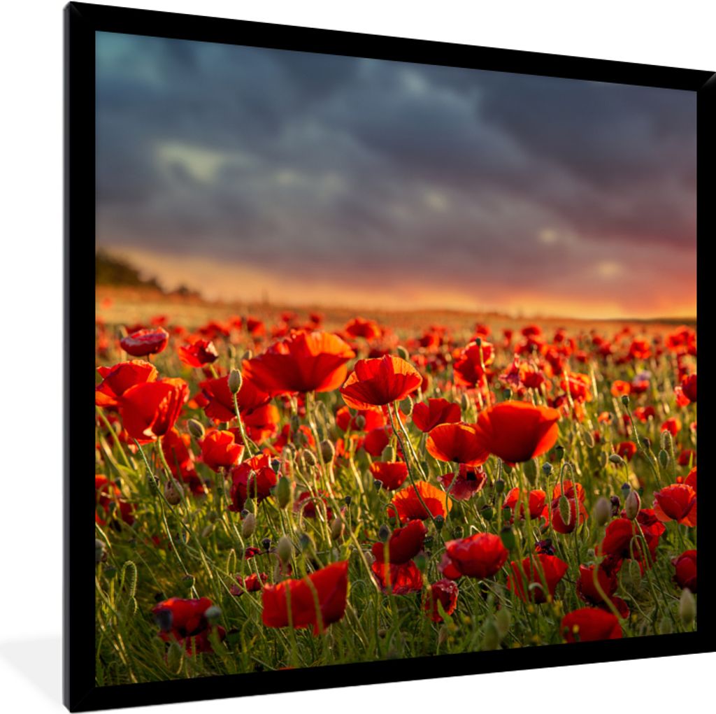 MuchoWow Gerahmtes Poster Sonnenuntergang über einem Feld von Mohnblumen 40x40 cm - Poster mit Schwarzem Bilderrahmen Wandposter Rahmen Foto Bil...