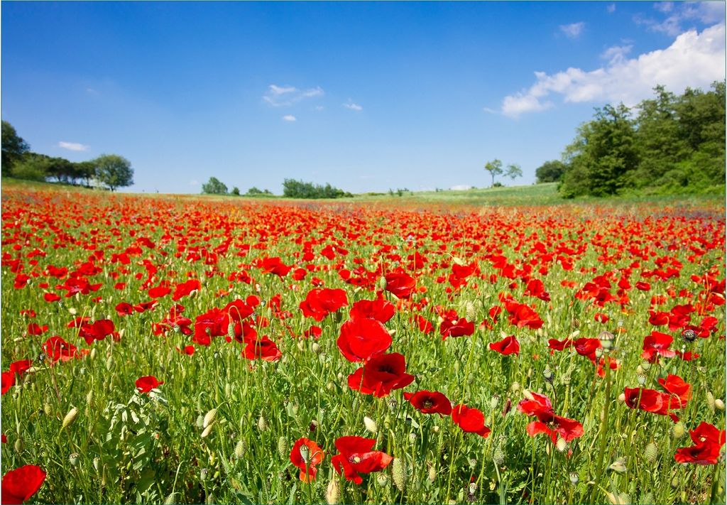 Wallario Fototapete Vliestapete, seidenmatte Oberfläche, einfache Verarbeitung, Größe 200 x 140 cm, Motiv Mohnblumenfeld- rote Blumen unter blau...