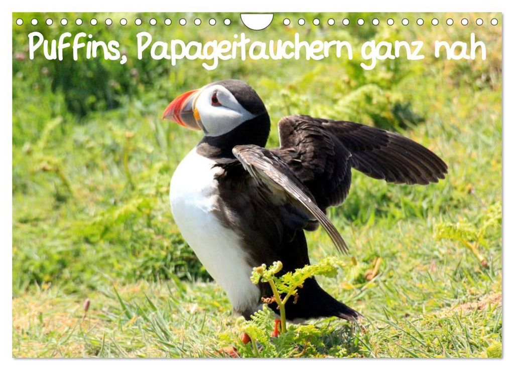 Puffins, Papageitauchern ganz nah (Wandkalender 2027 DIN A4 quer), CALVENDO Monatskalender