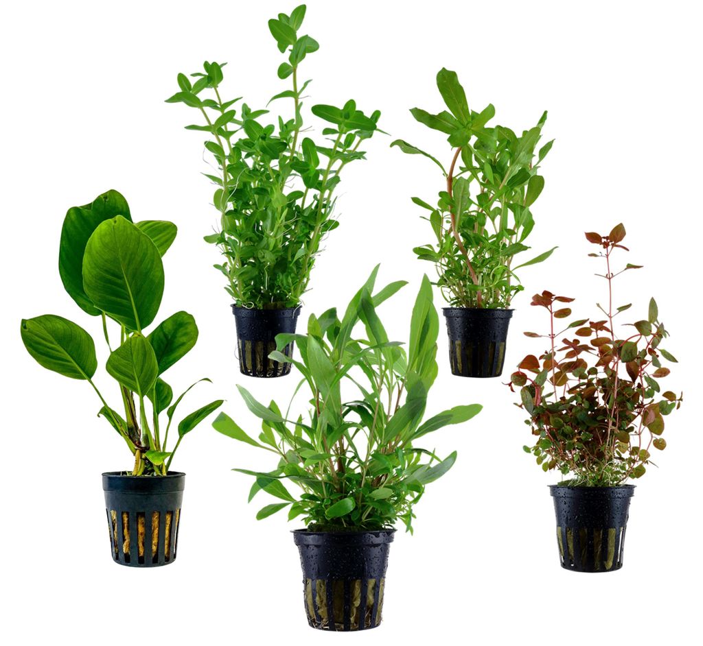 Dehner Aqua Aquarienpflanzen Set, 5-teilig, Hintergrundbepflanzung 208, je ca. 10-20 cm
