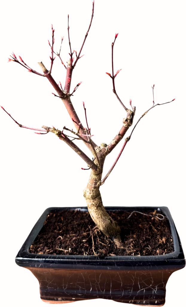 Bonsai - Bonsai baum Japanischer Fcherahorn - Acer (Ahorn)