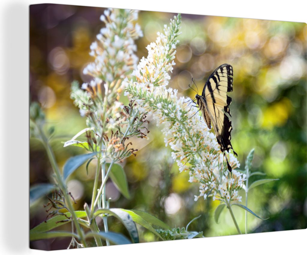 OneMillionCanvasses - Leinwandbilder - 140x90 cm, Papilio glaucus Schmetterling auf einem weißen Schmetterlingsstrauch, Wandbilder Kunstdruck Wa...
