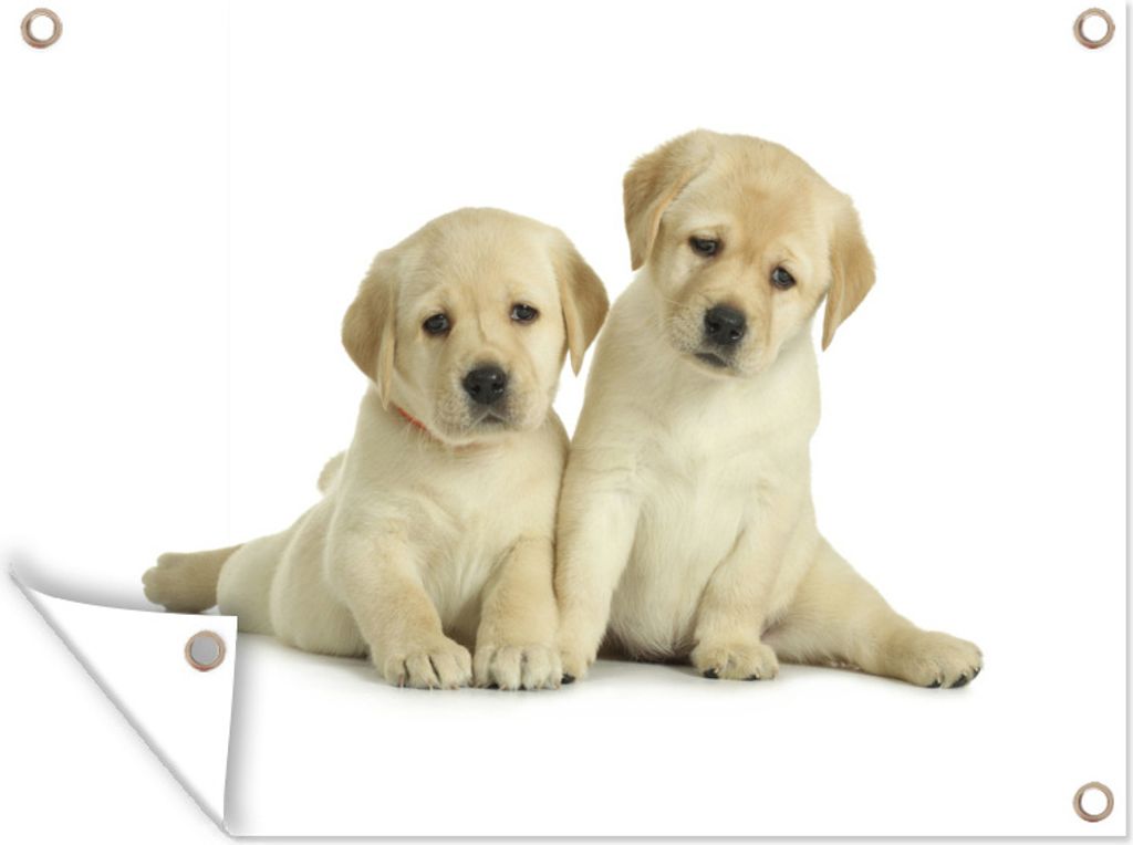 MuchoWow 80x60 cm Outdoor-Poster Gartendeko Sichtschutz Garten Poster für den Garten Zwei Labradorwelpen vor weißem Hintergrund