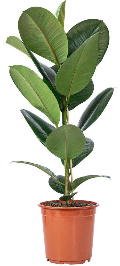Gummibaum - pflegeleichte Zimmerpflanze, Ficus elastica Produktbild 